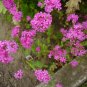 catchfly, BLOOMS IN 6 WEEKS, pink flower, 2000 seeds