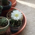 cactus, MIX OF CACTUS, 105 seeds! cactus, MIX OF CACTUS, 105 seeds!