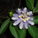 passion flower, PURPLE passion flower, MAYPOP, apricot VINE, 11 SEEDS!
