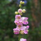 penstemon, PALMER, pink flower, perennial, DROUGHT TOLERANT, 55 seeds! penstemon, PALMER, pink flower, perennial, DROUGHT TOLERANT, 55 seeds!