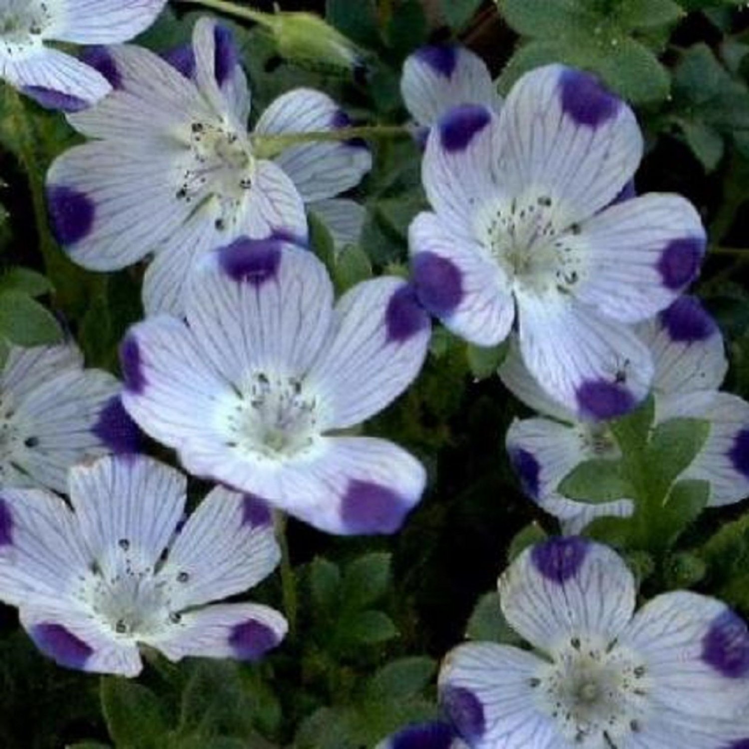 five spot, UNUSUAL, EYE-CATCHING, purple flower, 120 seeds!