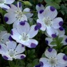 five spot, UNUSUAL, EYE-CATCHING, purple flower, 120 seeds!