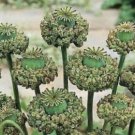 poppy, HEN AND & CHICKENS CHICKS flower, POPPIES, 75 SEEDS!