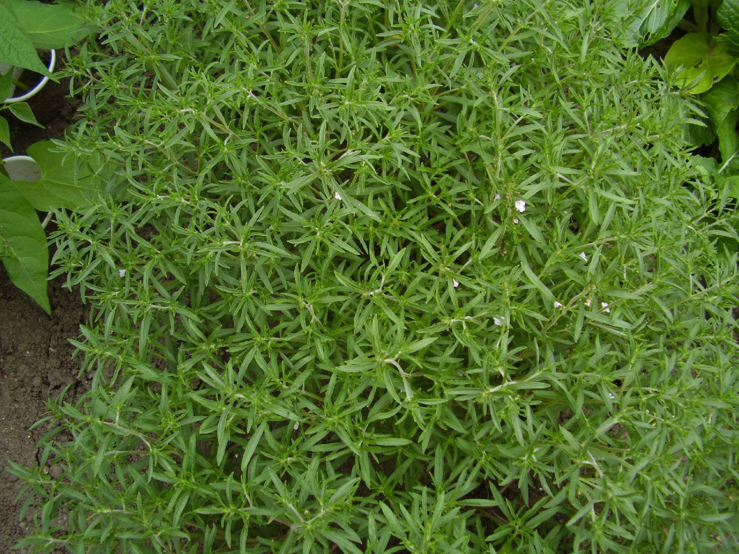 savory, SUMMER SAVORY HERB, 175 seeds!