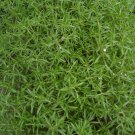 savory, SUMMER SAVORY HERB, 175 seeds!
