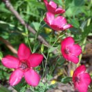 flax, scarlet, DROUGHT TOLERANT, scarlet red flower, 43 seeds! flax, scarlet, DROUGHT TOLERANT, scarlet red flower, 43 seeds!