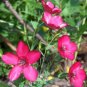 flax, scarlet, DROUGHT TOLERANT, scarlet red flower, 43 seeds!