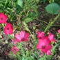 flax, scarlet, DROUGHT TOLERANT, scarlet red flower, 43 seeds!