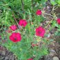 flax, scarlet, DROUGHT TOLERANT, scarlet red flower, 43 seeds!