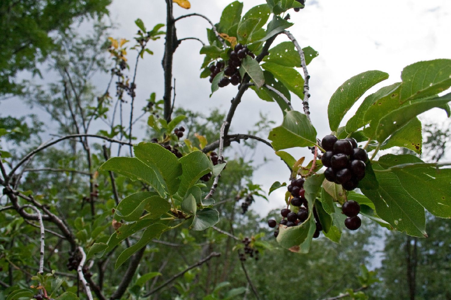 choke cherry, CHOKECHERRY, 17 seeds!