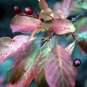 choke cherry, CHOKECHERRY, 17 seeds!