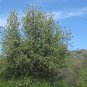 choke cherry, CHOKECHERRY, 17 seeds!