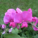sweet pea, EVERLASTING PERENNIAL FLOWER pink white MIX 25 fresh SEEDS!