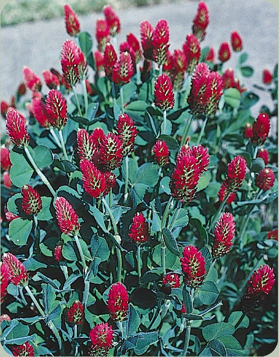 clover, CRIMSON CLOVER, full sun,, 1/2 lb seeds!