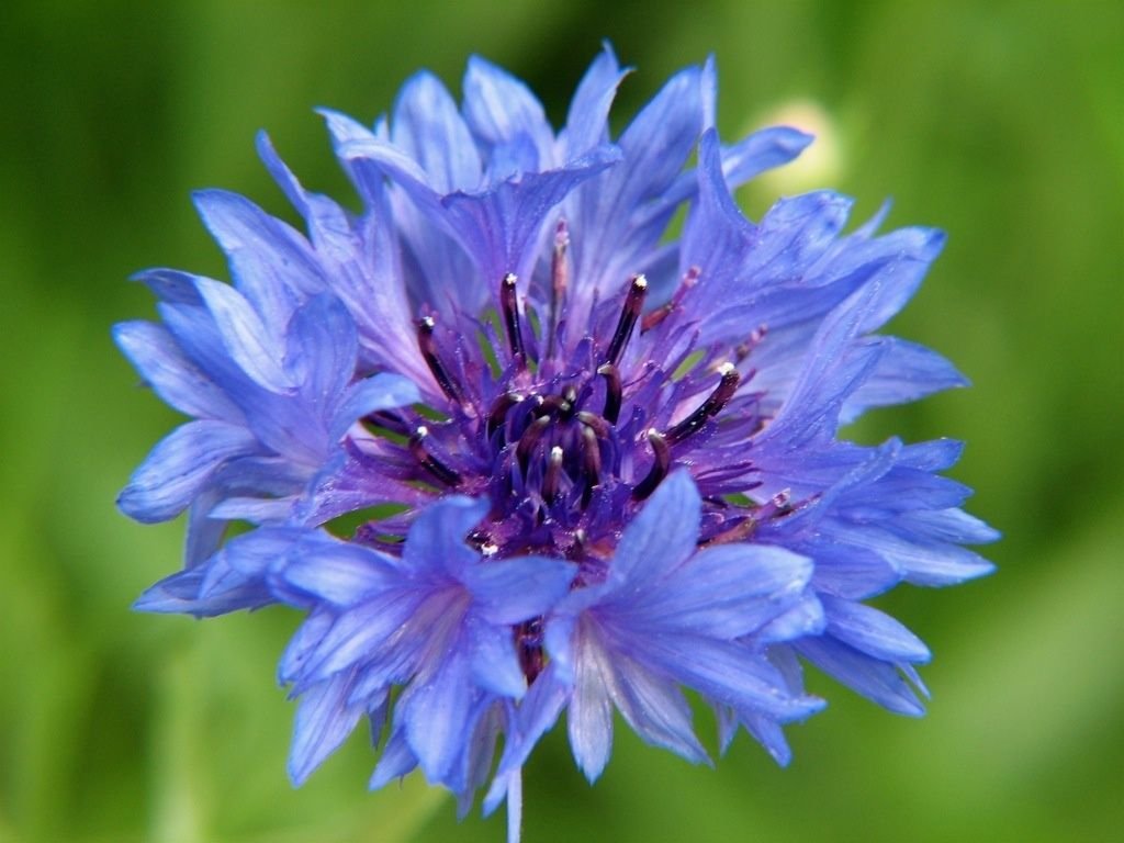 bachelor, BACHELOR'S BUTTONS, multiple BLUE flowers, bushy 500 seeds!