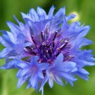 bachelor, BACHELOR'S BUTTONS, multiple BLUE flowers, bushy 500 seeds! bachelor, BACHELOR'S BUTTONS, multiple BLUE flowers, bushy 500 seeds!
