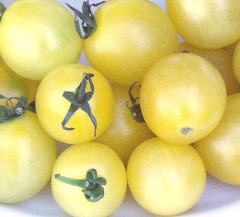 tomato, CHERRY - SNOW WHITE, 20 SEEDS!