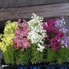 toadflax, BABY SNAPDRAGON, snap dragon 390 seeds!