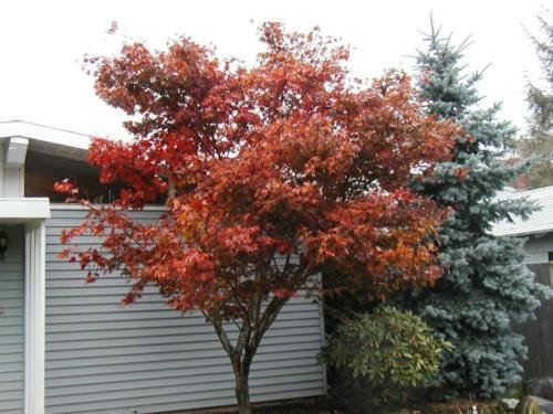 maple, RED JAPANESE MAPLE tree, or bonsai, 15 SEEDS!