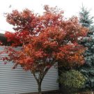 maple, RED JAPANESE MAPLE tree, or bonsai, 15 SEEDS! maple, RED JAPANESE MAPLE tree, or bonsai, 15 SEEDS!