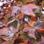 maple, RED JAPANESE MAPLE tree, or bonsai, 15 SEEDS!