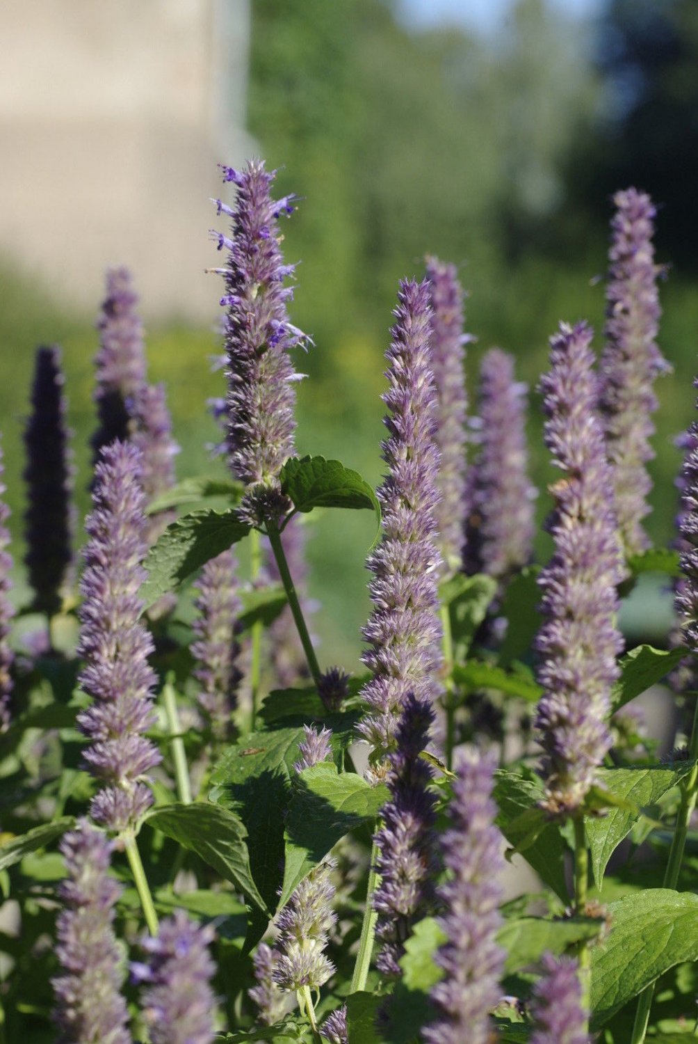 anise hyssop ANISE HYSSOP herb licorice scented foliage, 400 seeds!