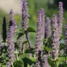 anise hyssop ANISE HYSSOP - herb - licorice scented foliage, 400 seeds!