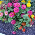 zinnia, BUTTON BOX DWARF, colorful easy to grow annual, 40 SEEDS!