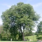 elm, AMERICAN ELM TREE, 270 seeds!