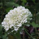 zinnia, POLAR BEAR, ALL WHITE flower ZINNIA, 50 seeds!