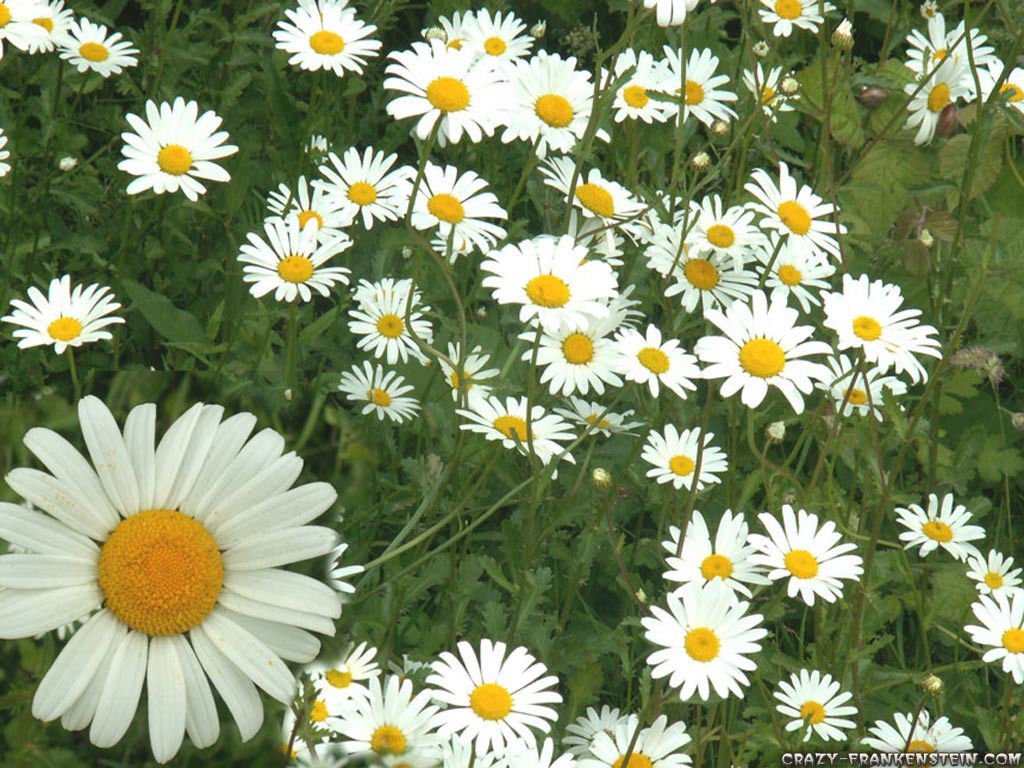 chamomile, GERMAN CHAMOMILE, herb, white flower, 1200 SEEDS!