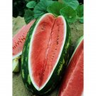 watermelon, ALLSWEET, 25-50 LB FRUIT! sweet, 35 seeds! watermelon, ALLSWEET, 25-50 LB FRUIT! sweet, 35 seeds!