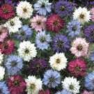 love in a mist, mix, LOVE-IN-A-MIST, 75 seeds! - BUY US USA love in a mist, mix, LOVE-IN-A-MIST, 75 seeds! - BUY US USA