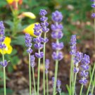 lavender, VERA, flower, TRUE ENGLISH, herb, flower, 140 SEEDS!