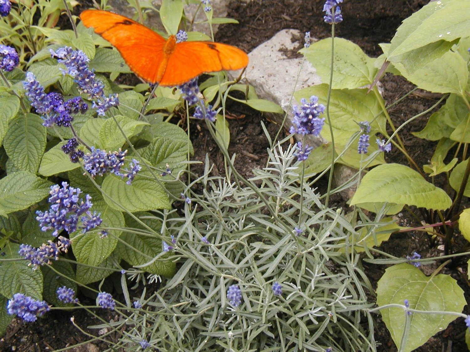 lavender, VERA, flower, TRUE ENGLISH, herb, flower, 140 SEEDS!