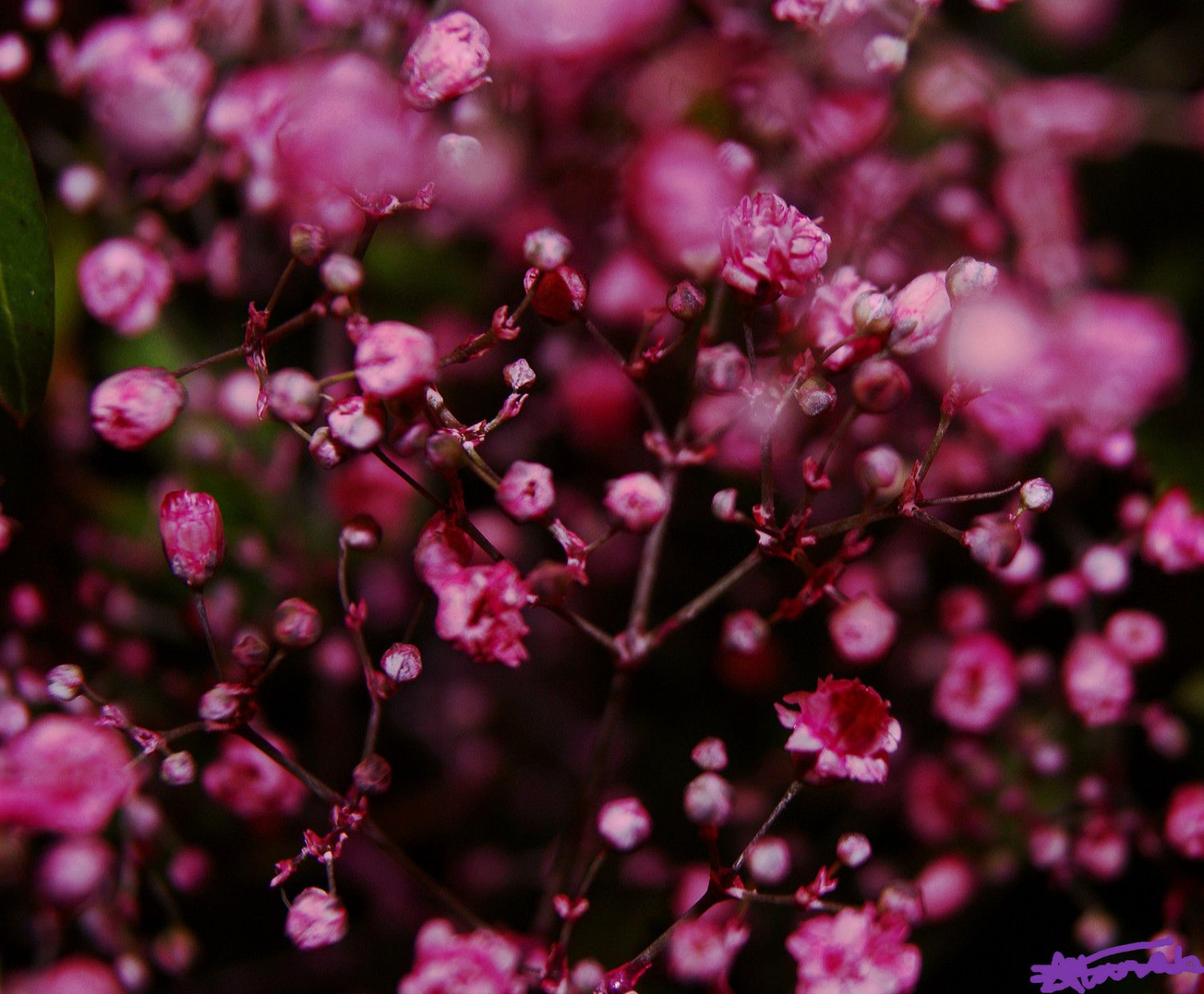 babys breath, DEEP PINK carmine RED annual BABY'S BREATH, 810 seeds!