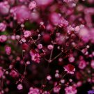 babys breath, DEEP PINK carmine RED annual BABY'S BREATH, 810 seeds! babys breath, DEEP PINK carmine RED annual BABY'S BREATH, 810 seeds!