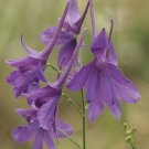 larkspur, DELPHINIUM CONSOLIDA, flower 860 seeds!