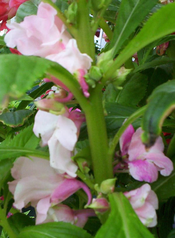balsam, CAMELLIA camelia FLOWERED,, exploding seedpods pods, 35 SEEDS!
