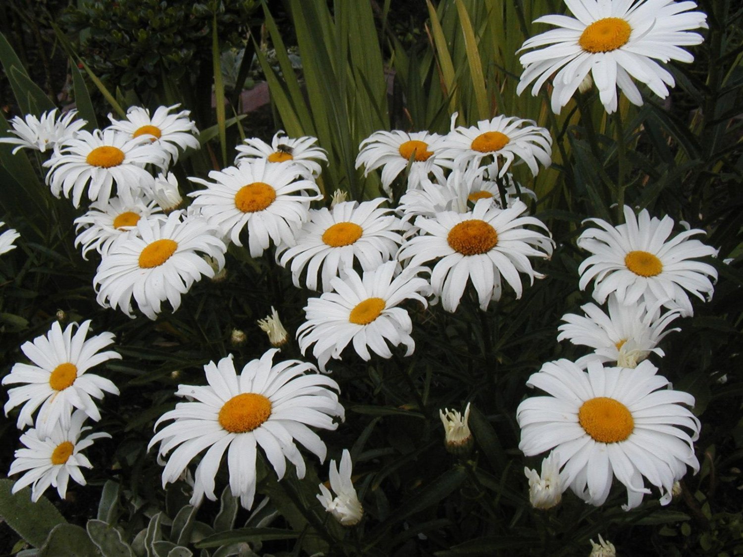 daisy, SHASTA, DWARF, perennial, white flower, 445 SEEDS!