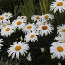 daisy, SHASTA, DWARF, perennial, white flower, 445 SEEDS! daisy, SHASTA, DWARF, perennial, white flower, 445 SEEDS!