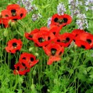 poppy, LADYBIRD red flower, 75 seeds!