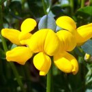 bird's foot trefoil, PERENNIAL, yellow flower, 2500 seeds!