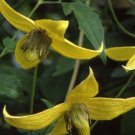 clematis, AZTEK YELLOW flower, perennial vine, 7 seeds! US USA