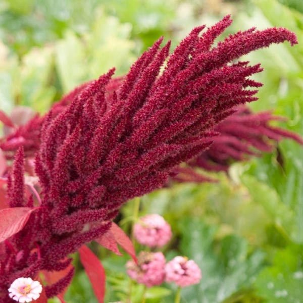 love lies bleeding RED - ERECT. amaranthus oeschberg, 225 SEEDS!