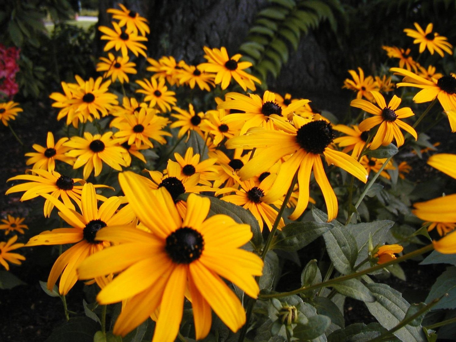 black eyed susan, CUT FLOWER, yellow, 430 seeds!