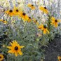 black eyed susan, CUT FLOWER, yellow, 430 seeds!