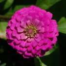 zinnia, PURPLE PRINCE flower, 30 seeds!