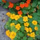 nasturtium, JEWEL MIX, EDIBLE FLOWER, 15 SEEDS! nasturtium, JEWEL MIX, EDIBLE FLOWER, 15 SEEDS!