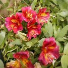 alstromeria, Dr. Salter's Mix, alstroemeria, 10 SEEDS!